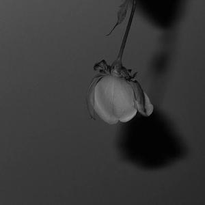 杨钰莹裸体欣赏1
